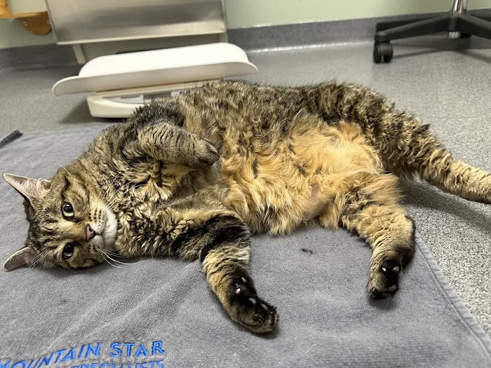 Mountain Star Veterinary Specialists 8