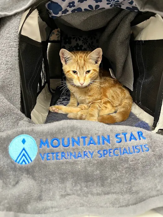 Mountain Star Veterinary Specialists 5