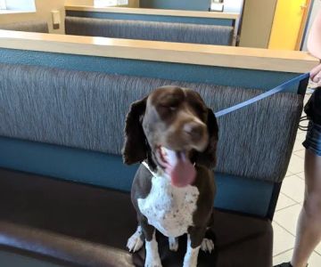 VRCC Veterinary Specialty and Emergency Hospital (Radiation Oncology)