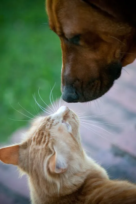 Quebec Highlands Animal Clinic 6