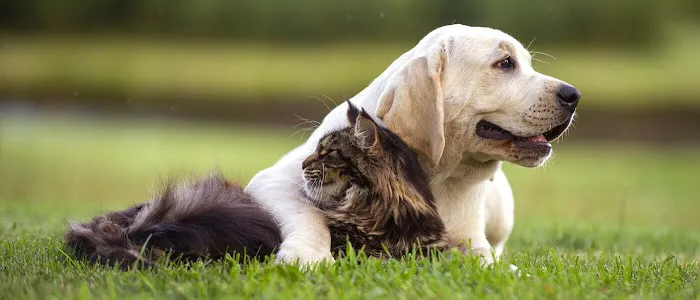 Pets R Us Aurora 1