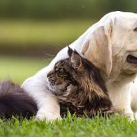 Pets R Us Aurora ico