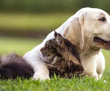 Pets R Us Aurora