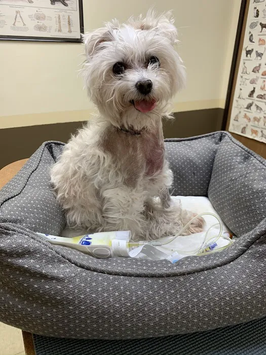 Aspen Commons Animal Hospital 7