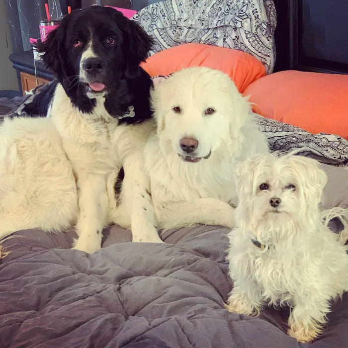 Aspen Commons Animal Hospital 9