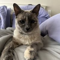 Aspen Commons Animal Hospital ico