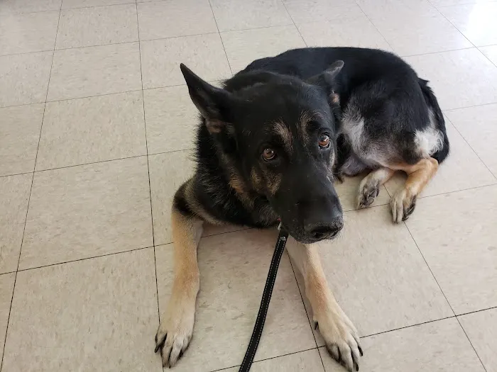 Aspen Commons Animal Hospital 5