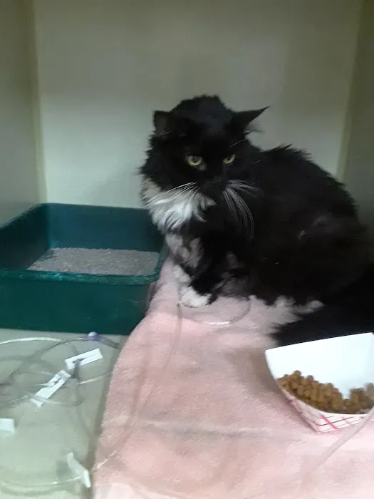 Aspen Commons Animal Hospital 4