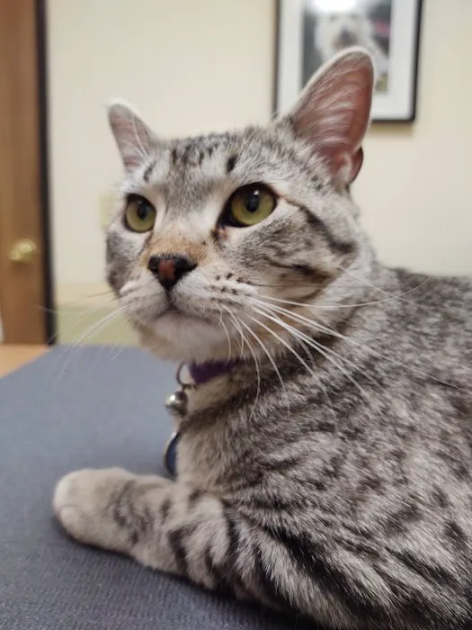 Aspen Commons Animal Hospital 8