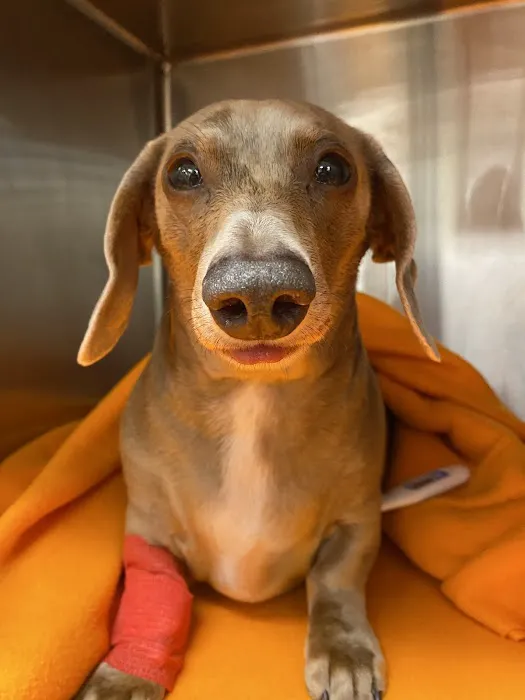Banfield Pet Hospital 9