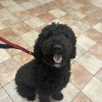 Banfield Pet Hospital ico