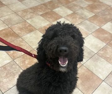 Banfield Pet Hospital