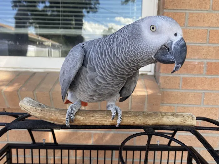 Homestead Animal Hospital 1