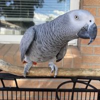 Homestead Animal Hospital ico
