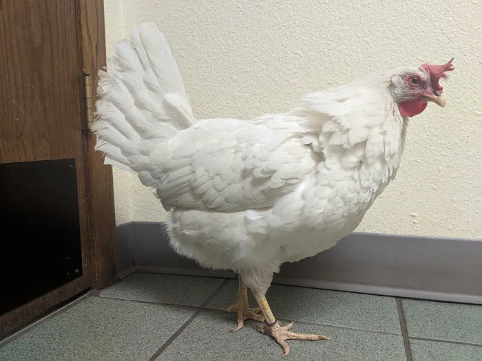 Homestead Animal Hospital 7