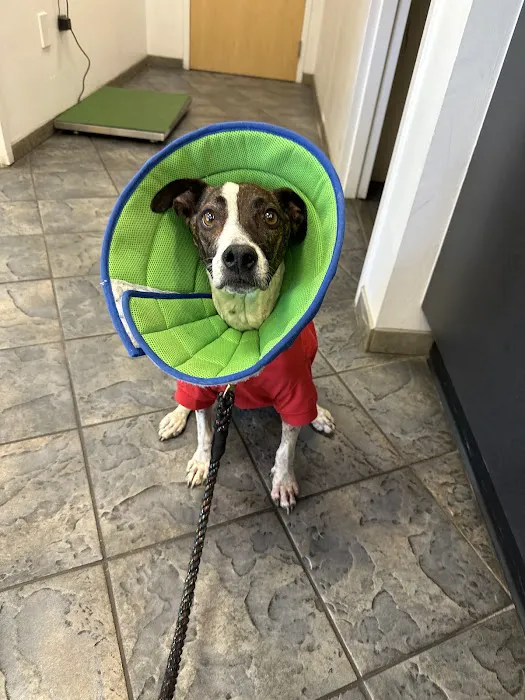 Apex Veterinary Specialists - Dentistry 12