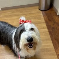Apex Veterinary Specialists - Dentistry ico
