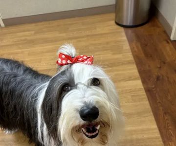 Apex Veterinary Specialists - Dentistry