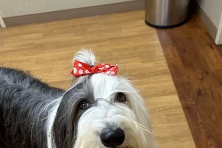 Apex Veterinary Specialists - Dentistry