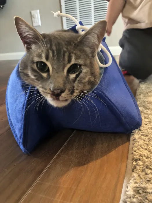 Apex Veterinary Specialists - Dentistry 12