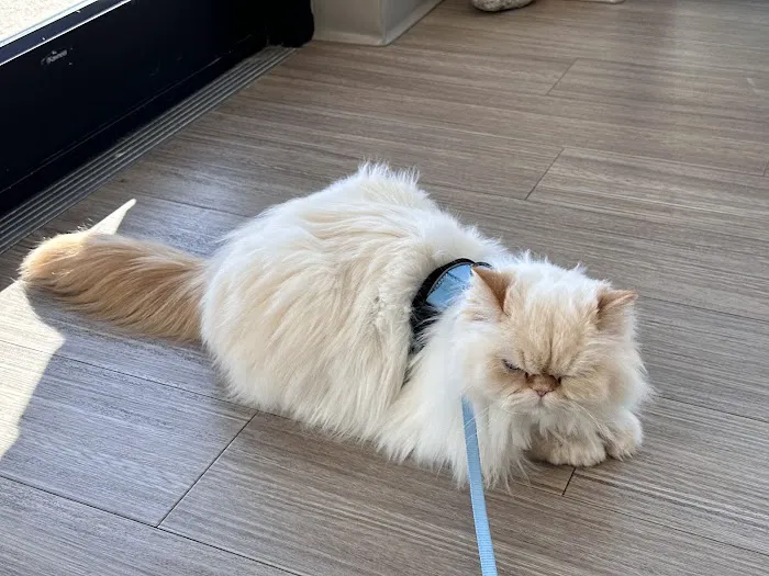 Apex Veterinary Ophthalmology Specialists 9