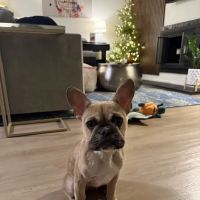 Apex Veterinary Ophthalmology Specialists ico