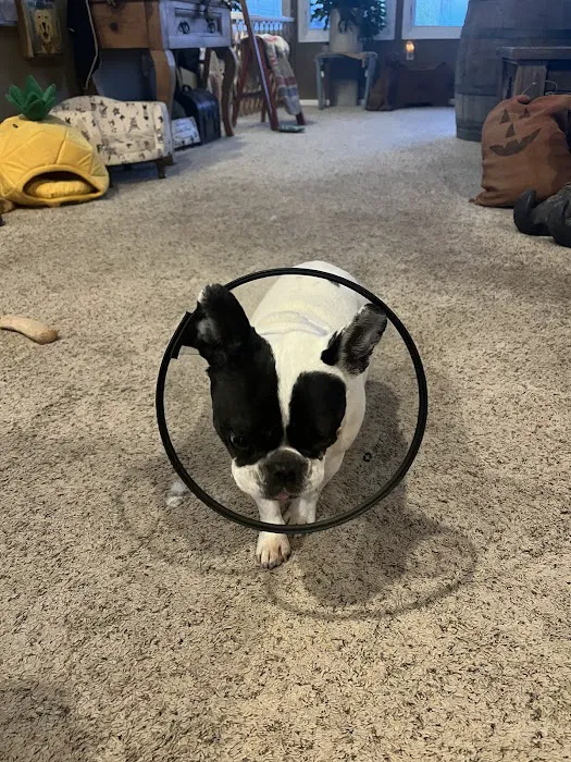 Apex Veterinary Ophthalmology Specialists 10