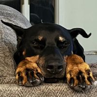 The Mobile Pawlyclinic ico