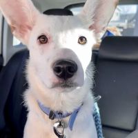 Eye Specialists for Animals ico