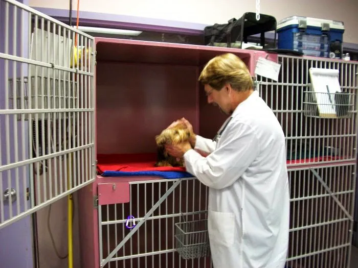 VCA Orchard Animal Hospital 8