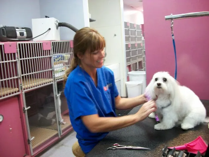 VCA Orchard Animal Hospital 2
