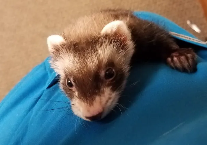 Critter Care Animal Hospital 3