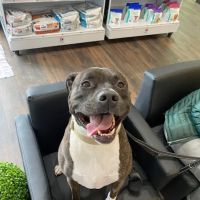 The Animal Doctor of Broomfield ico