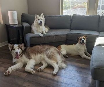 Broomfield Meadows Animal Hospital