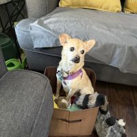 CityVet | Aurora + Urgent Care ico