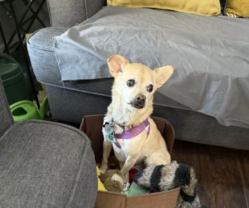 CityVet | Aurora + Urgent Care