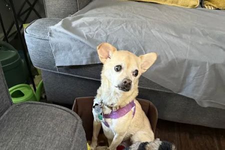 CityVet | Aurora + Urgent Care