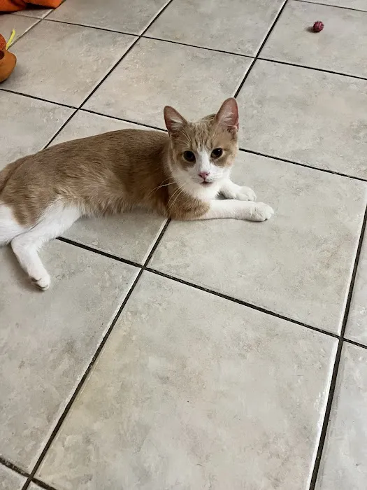 CityVet | Aurora + Urgent Care 12
