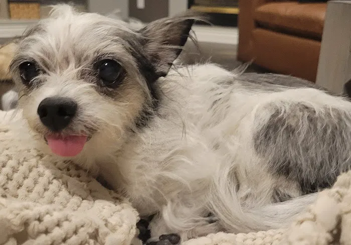 CityVet | Aurora + Urgent Care 12