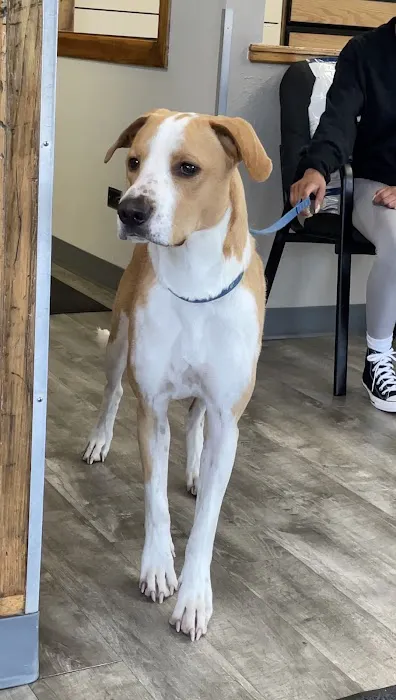 Mission Viejo Veterinary Hospital 4