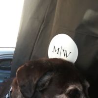 Mission Viejo Veterinary Hospital ico