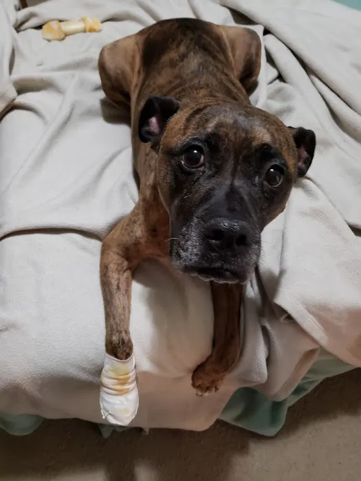 Mission Viejo Veterinary Hospital 9