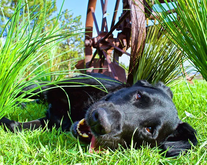 Tall Grass Animal Hospital 1