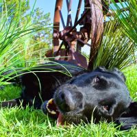 Tall Grass Animal Hospital ico