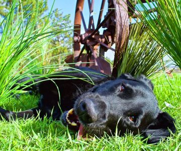 Tall Grass Animal Hospital