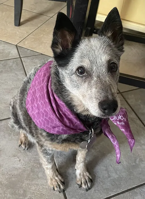 VCA Smoky Hill Animal Hospital 9