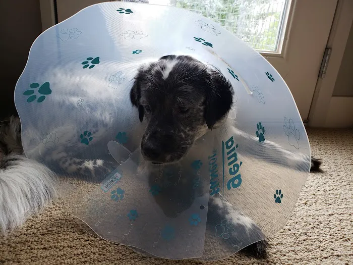 SpayToday Healthy Pet Center 2
