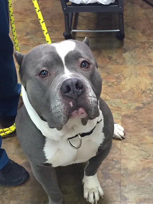 SpayToday Healthy Pet Center 3