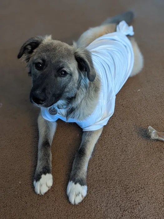 SpayToday Healthy Pet Center 5