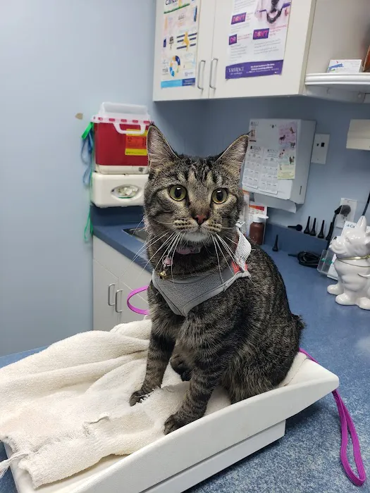 Huron Animal Hospital 1